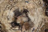 Petrified Wood (White Ash) Slab - McDermitt, Oregon #56019-1